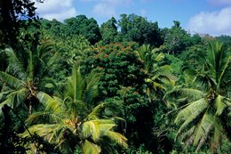 Archipel-des-Comores;-Canopée;-Cocotiers;-Flamboyants;-Forêt;-France;-Kaleidos;-Kaleidos-images;-La-parole-à-limage;-Laurent-Abad;-Mayotte;-Océan-Indien;-Stories-Pictures;-Végétation;-Vue-plongeante